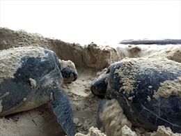 Bảo tồn rùa biển tại Côn Đảo