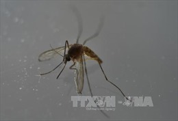 Malaysia: Bệnh nhân nhiễm virus Zika đã tử vong 