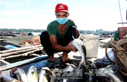 Cá bớp nuôi lồng chết hàng loạt tại Quảng Ngãi