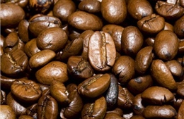 Cây cà phê có thể biến mất trong thế kỷ 21
