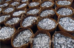 Cần có giải pháp cho hàng nghìn tấn hải sản tồn kho tại Quảng Bình 