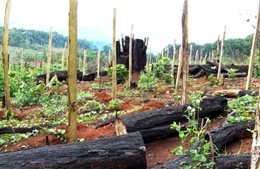“Con đường xanh Tây Nguyên” thành điểm nóng phá rừng         