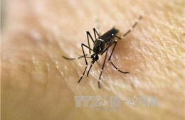 Tìm kiếm thông tin một phụ nữ Việt Nam nhiễm virus Zika