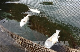 Cá chết trên sông Gang do nước thải chế biến tinh bột sắn
