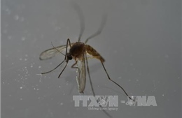 Thái Lan ghi nhận khoảng 200 ca nhiễm virus Zika