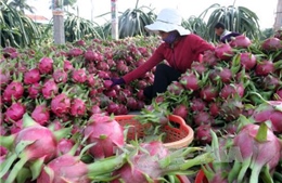 Australia đánh giá về việc nhập khẩu quả thanh long Việt Nam