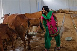 Nghìn lẻ một công dụng nước tiểu bò Ấn Độ