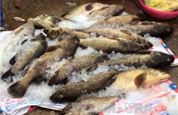 Khẩn trương xác định nguyên nhân cá chết tại Nghi Sơn
