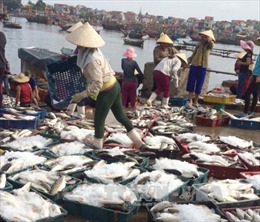 Cá chết ở Nghi Sơn không ảnh hưởng mua bán, khai thác hải sản