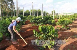 Tây Nguyên dự định tái canh thêm 19.000 ha cà phê 