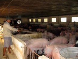 Hasco sẽ cung cấp 5.000 tấn thịt lợn sạch tại Hà Nội 