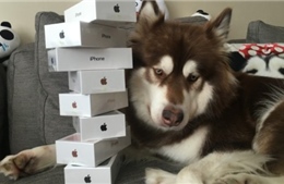 Con trai tỷ phú Trung Quốc tặng cún cưng 8 chiếc iPhone 7