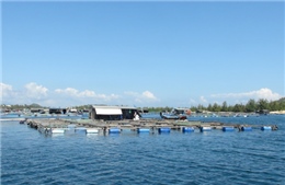 Phát triển bền vững nghề nuôi thủy sản lồng bè trên đầm, vịnh biển 