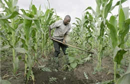 Từ “vàng đen”, Nigeria về với đồng ruộng