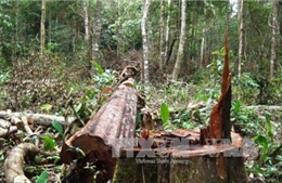 Bắt khẩn cấp đối tượng chủ mưu phá rừng, đốt trạm quản lý