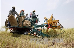 Thái Lan lập các nông trại trồng lúa "khủng"