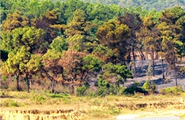 Nhiều bất cập trong quản lý rừng ở Hà Nội 