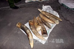 Hải quan Nội Bài thu giữ 309 kg ngà nghi ngà voi