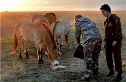 Tổng thống Putin về vùng quê chăm sóc ngựa hoang