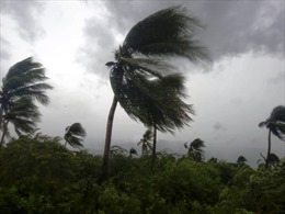 Nhiều bang tại Mỹ ban tình trạng khẩn cấp do bão Matthew
