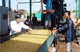 Công nghiệp chế biến cà phê ở Đắk Lắk còn hạn chế