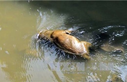 Điện Biên: Xác động vật bốc mùi trên suối Hồng Líu