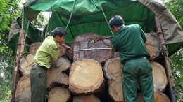 Khởi tố vụ án "Vi phạm các quy định về khai thác và bảo vệ rừng" tại Gia Lai