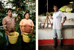Cà phê Peru và con đường hữu cơ bền vững