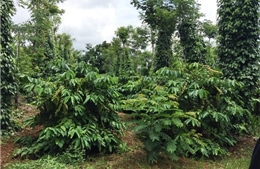 Tăng thu nhập nhờ xen canh cà phê với cây trồng khác