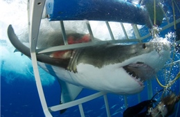 Cá mập trắng xông vào lồng kín của thợ lặn 