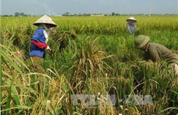 Nam Định khẩn trương thu hoạch lúa mùa chạy bão số 7