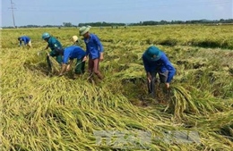 Nông dân gặt lúa chạy đua với bão