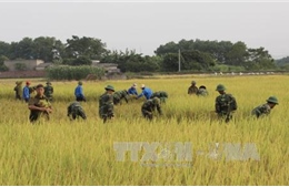 Bão áp sát Quảng Ninh, hàng nghìn bộ đội gặt lúa giúp dân
