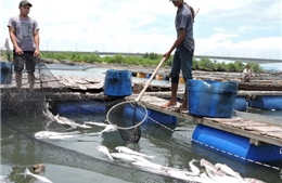 Cá nuôi lồng ở Tuyên Quang chết hàng loạt