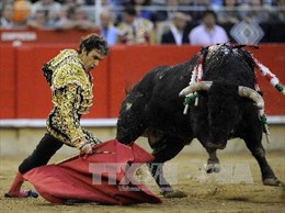 Tòa án Tây Ban Nha hủy bỏ lệnh cấm đấu bò tót ở Catalonia
