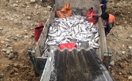 Cá hồi Sa Pa chết hàng loạt chưa rõ nguyên nhân 