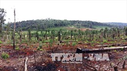 Lý giải vấn nạn tranh chấp đất rừng tại Đắk Nông