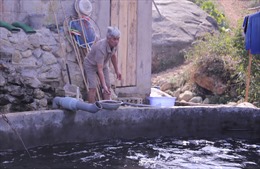 Cá chết bất thường ở Sa Pa, nghi bị đầu độc