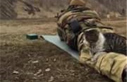 Mèo chiến sĩ ngủ trong cảnh súng đạn