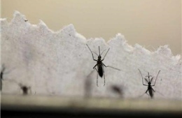 Myanmar ghi nhận trường hợp đầu tiên nhiễm virus Zika
