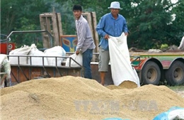 Thái Lan cấp khoản vay 1 tỷ USD hỗ trợ trồng lúa
