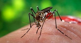 Quan ngại mới về tác động của virus Zika với nam giới