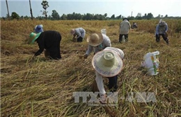 Thủ tướng Thái Lan trấn an nông dân khi giá gạo sụt giảm