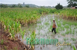 Mưa lũ gây ngập úng gần 300 ha cây trồng tại Đắk Nông