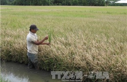 Xuống giống vụ Đông Xuân gặp khó do mưa kéo dài 