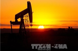 Thị trường dầu mỏ chờ tin từ cuộc bầu cử Mỹ