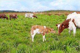Vinamilk đạt chứng nhận trang trại bò sữa Organic đầu tiên 