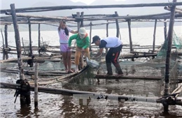 Cá chết hàng loạt tại đầm Cầu Hai, tỉnh Thừa Thiên - Huế