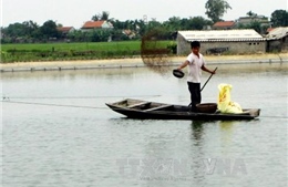 Bắc Giang nâng cao giá trị nuôi trồng thủy sản