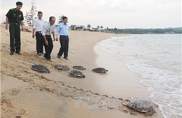 Thả hơn 900 rùa con về biển
